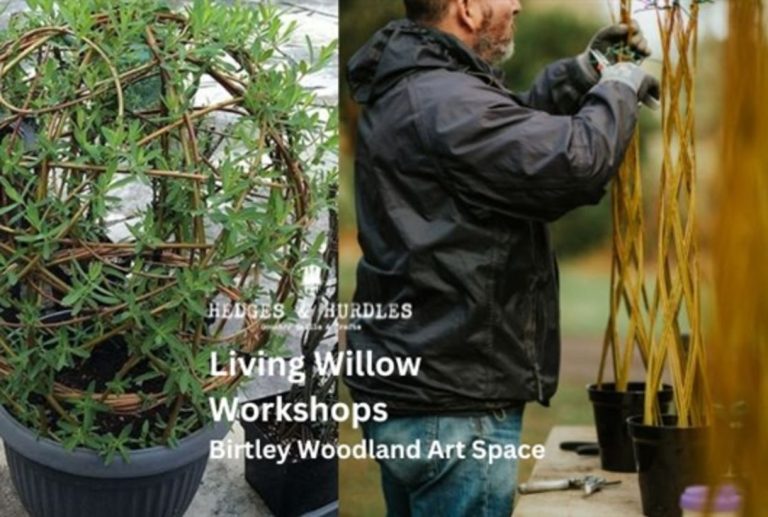 LivingWillow BWASEvent 1036758586 768x517