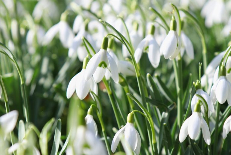 Snowdrops2 e1576763757184 2  1623900314 768x517