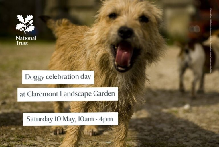 Doggy Day Visit Surrey 1201512876 768x517