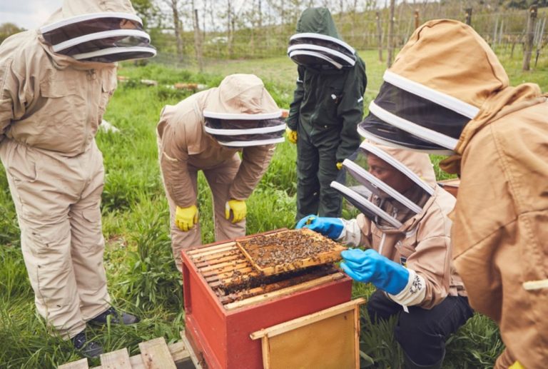 bee keeping 1220 x 822 441649429 768x517