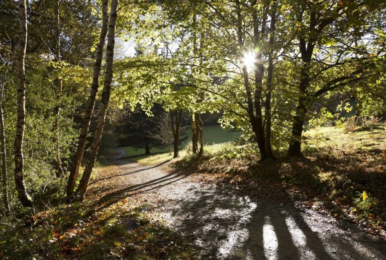 978812   Summer trees   James Dobson LR 1456393298 1 768x517